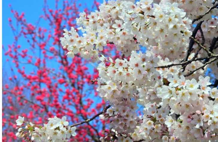 なんとも風流な四字熟語 桜梅桃李 おうばいとうり とは お寺 仏教の情報は ほとけ便り